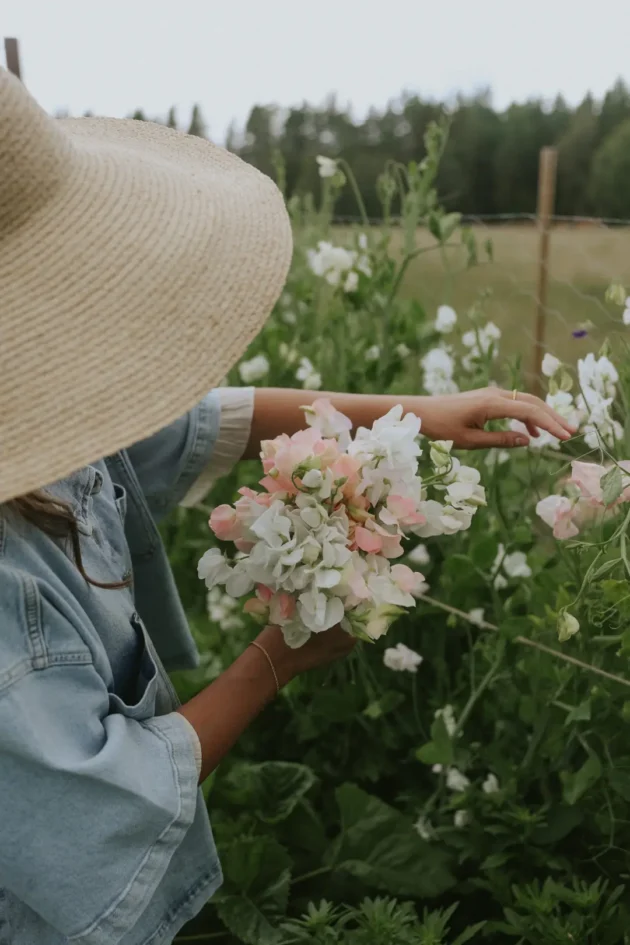 Kup wspaniały groszek pachnący "Santorini Blush Mix" - jasnoróżowy i biały - ręcznie zebrany z ogrodu przez stylową ogrodniczkę w dżinsach i słomkowym kapeluszu.