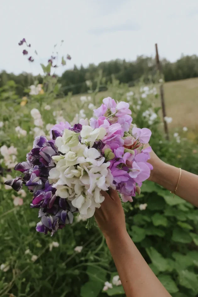 bukiet Groszki pachnące "Sicilian Sunset Mix" w kolorze fioletowym, białym i różowym, ustawiony na bujnych zielonych polach ogrodowych.