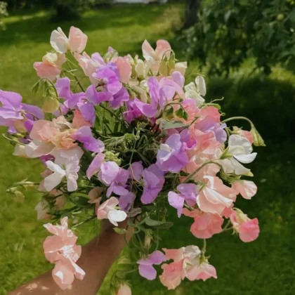 bukiet kwiatów groszku pachnącego 'Taormina Dream Mix' w delikatnym różu, fiolecie i bieli; ogród z drzewami i altaną z tyłu.