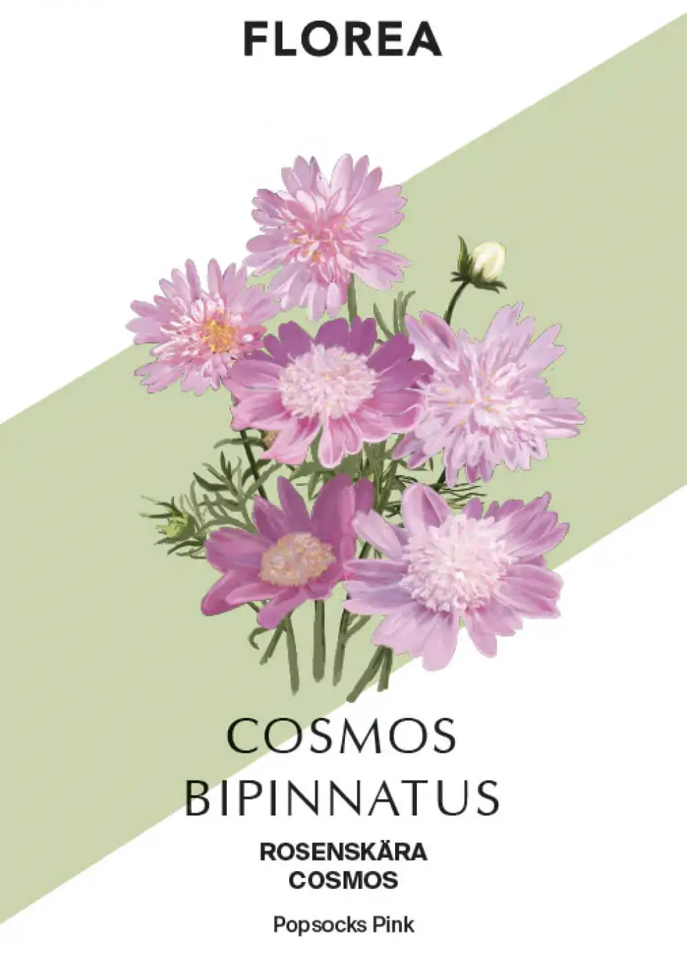 Ilustracja różowych kwiatów Cosmos bipinnatus z zielonymi łodygami, liśćmi i etykietami odmian na białym i zielonym tle - dekoracja ogrodowa.