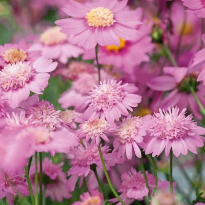 Kwiaty Kosmos 'White Popsocks' (Kopia) o białych płatkach i żółtych środkach, skupione wśród zielonych łodyg w ogrodzie.