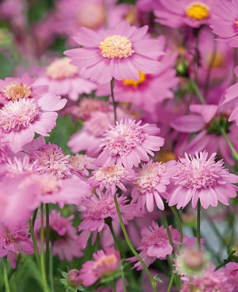 Kwiaty Kosmos 'White Popsocks' (Kopia) o białych płatkach i żółtych środkach, skupione wśród zielonych łodyg w ogrodzie.