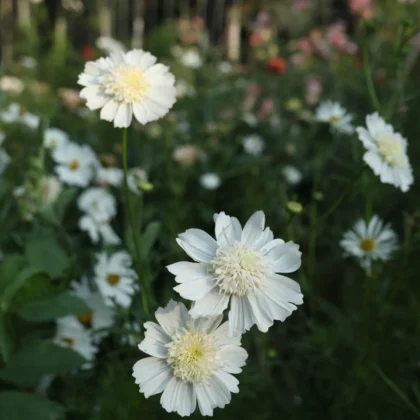 Kwiaty Kosmos 'White Popsocks' z żółtymi środkami i bujnymi zielonymi liśćmi w ogrodzie, białe łuki i kwiaty w tle.
