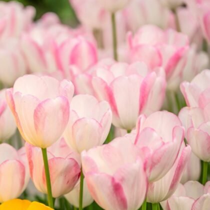 Kup Tulipan 'Graceland' - jasnoróżowe tulipany o delikatnych płatkach, bujnych zielonych liściach i żywych kwiatach do eleganckich ekspozycji ogrodowych.