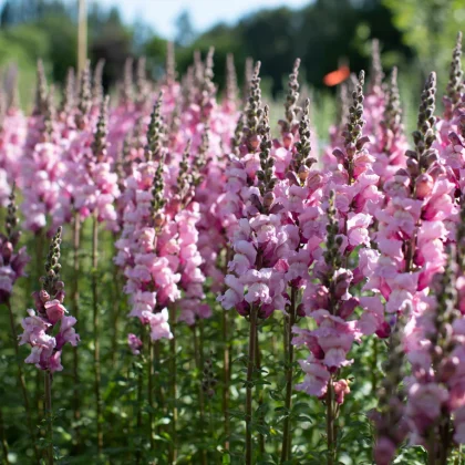Lwia paszcza 'Costa Summer Lavender' o różowych kwiatach i bujnych zielonych liściach kwitnących w słonecznym ogrodzie.