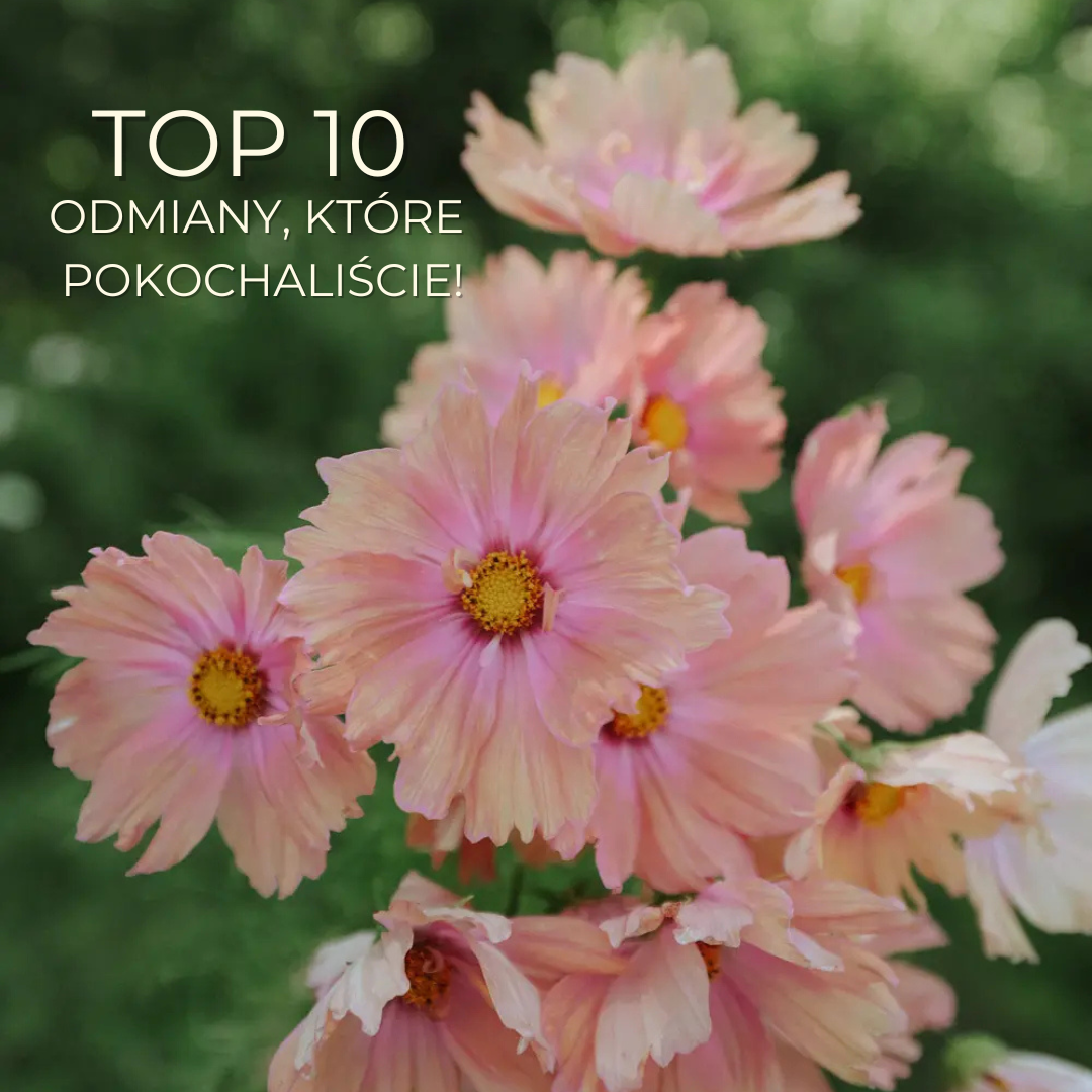 Kwitnące jasnoróżowe kwiaty kosmosu z żółtymi środkami, zielone tło; polski tekst: "TOP 10 odmiany, które pokochaliście!.
