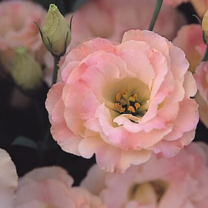 Zbliżenie na kwiaty Eustoma Arena Champagne III z jasnoróżowymi, potarganymi płatkami, żółtymi pręcikami i zielonymi pąkami - idealne do ogrodów.