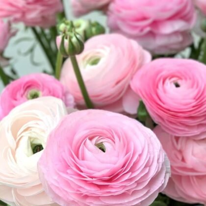 Jaskry włoskie 'Elegance Rosa Chiaro' kwitną, ukazując warstwowe różowo-białe płatki, idealne do dekoracji ogrodu.