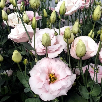 Eustoma Corelli™ III Light Pink F1 - delikatne jasnoróżowe kwiaty, zielone pąki, bujne ciemnozielone liście; idealna do eleganckich bukietów.