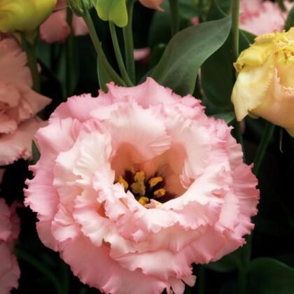 Eustoma Corelli™ III Arpicot F1 o delikatnych różowych płatkach, zielonych pąkach i żółtych kwiatach kwitnących wśród bujnych liści - idealna do ogrodów.