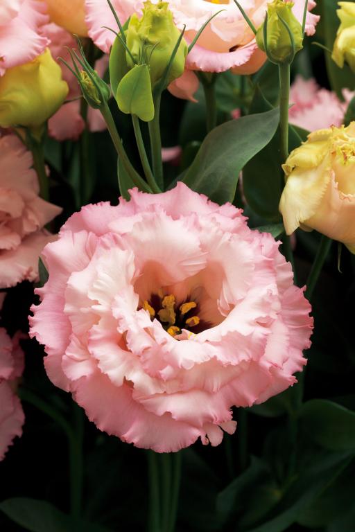 Eustoma Corelli™ III Arpicot F1 o delikatnych różowych płatkach, zielonych pąkach i żółtych kwiatach kwitnących wśród bujnych liści - idealna do ogrodów.