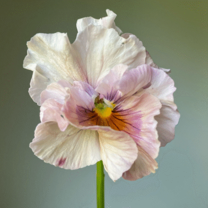 Bratek 'Chianti mixed F1 w zbliżeniu: faliste biało-różowe płatki, żółty środek, fioletowe żyłki, rozmyte zielone tło.