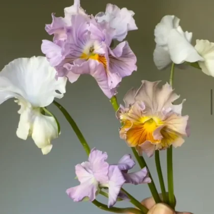 Ręcznie eksponowana bratek 'Chianti mixed' F1 o bladofioletowych, białych i żółtych kwiatach - idealna do ogrodów lub donic.