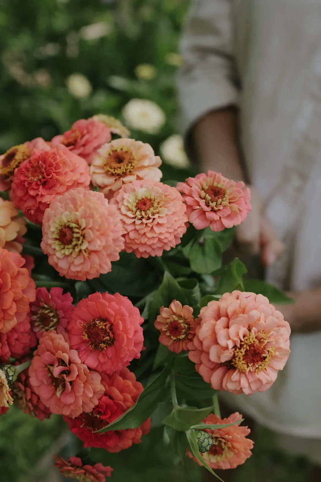 Shop Cynia daliowa 'Polar Bear' cynias: osoba w jasnej koszuli trzymająca świeży bukiet na tle zielonego ogrodu.