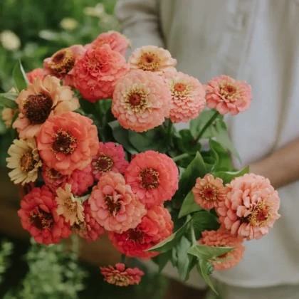 Ogrodnik w jasnej koszuli trzyma bukiet kwiatów Cynia daliowa 'Polar Bear' z bujnymi zielonymi liśćmi w tętniącym życiem ogrodzie.