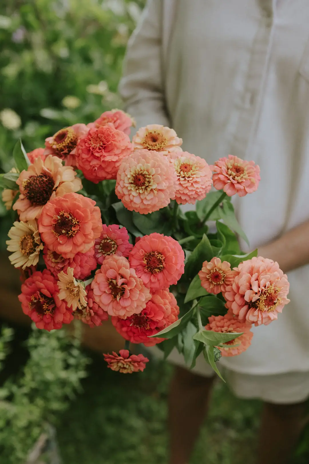 Ogrodnik w jasnej koszuli trzyma bukiet kwiatów Cynia daliowa 'Polar Bear' z bujnymi zielonymi liśćmi w tętniącym życiem ogrodzie.