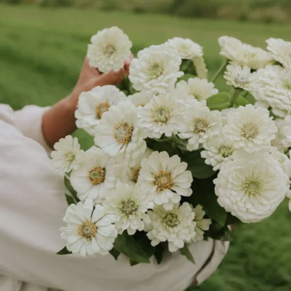 Cynia daliowa 'Polar Bear' bukiety - świeże białe kwiaty z zielonymi liśćmi na trawiastym polu.