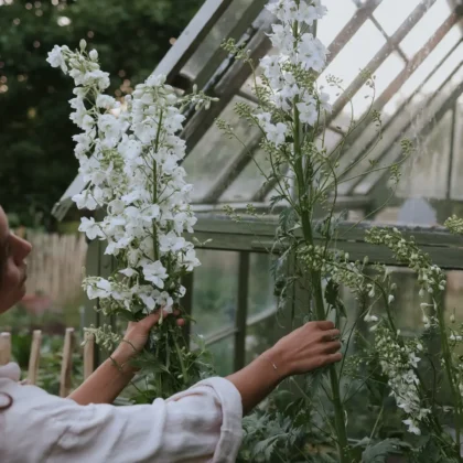 białe kwiaty Cynia daliowa 'Polar Bear' w szklarni, bujne liście - butikowa scena ogrodnicza.