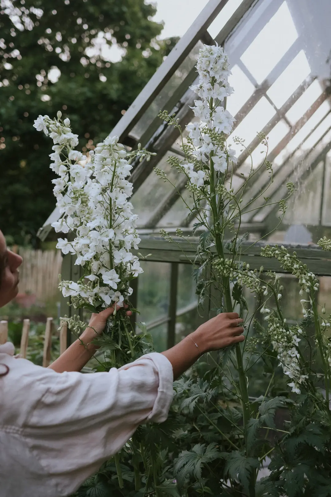 białe kwiaty Cynia daliowa 'Polar Bear' w szklarni, bujne liście - butikowa scena ogrodnicza.