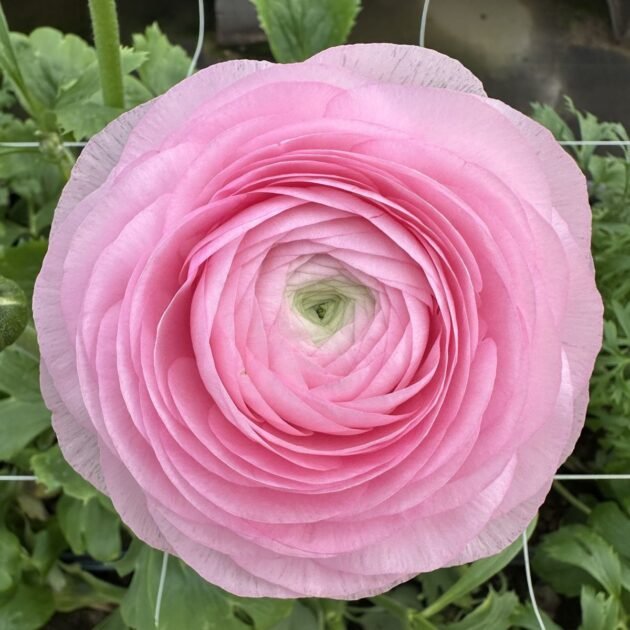Jaskry włoskie 'Elegance Rosa Chiaro' kwitnące różowe kwiaty ranunculus, warstwowe płatki, zielone liście, tło ogrodzenia ogrodowego.