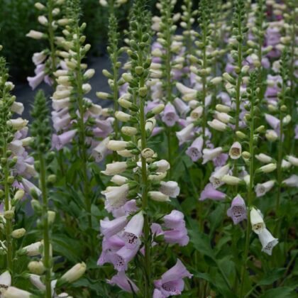 Sklep Naparstnica 'Camelot Lavender' F1 - wysokie kłosy jasnofioletowych i białych kwiatów, bujne zielone liście, idealne do ogrodów.