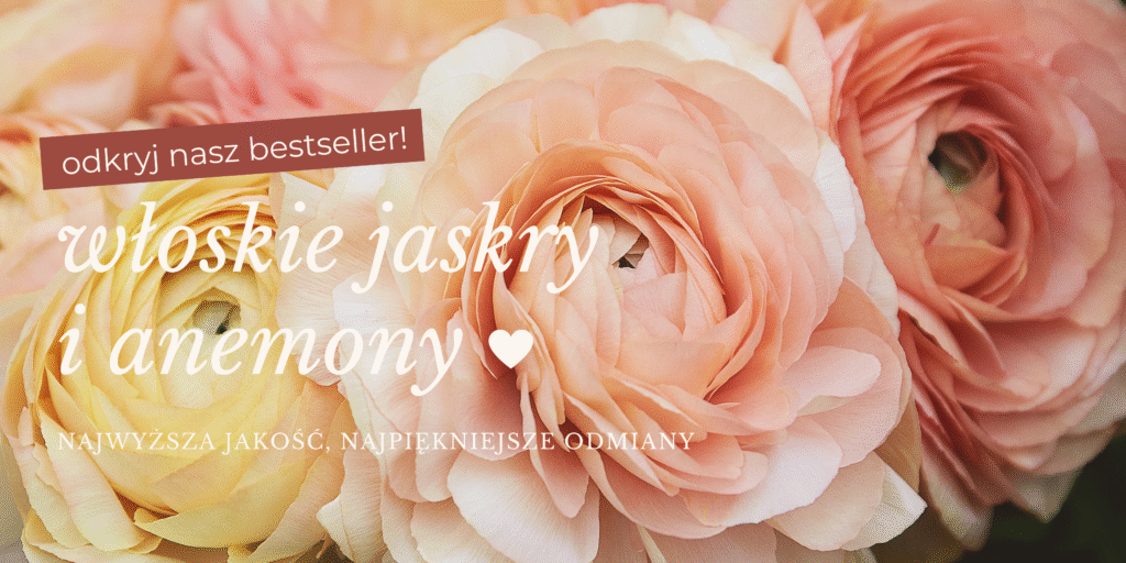 odkryj nasze włoskie jaskry i anemony w kolecji 2025