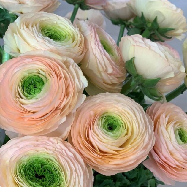 Zbliżenie na kwiaty Jaskry włoskie 'Cloni Success Favola' - jasnobrzoskwiniowe płatki, zielone środki, bujne łodygi i liście - butik ogrodowy.