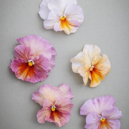 Bratek Inspire bratki w kolorach różowym, fioletowym, żółtym i białym z jasnymi żółto-pomarańczowymi środkami na szarym tle - kwiaty ogrodowe boutique.