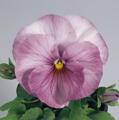 Bratek 'Inspire® Peach Shades' F1 (Kopia) o żyłkowanych fioletowych płatkach, żółtym środku i zielonych liściach na szarym tle.