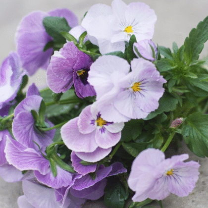 Bukiet bratków Bratek 'Inspire® Lilac Shades' F1 - jasnofioletowe, lawendowe kwiaty z zielonymi liśćmi. Doskonała dekoracja kwiatowa!.