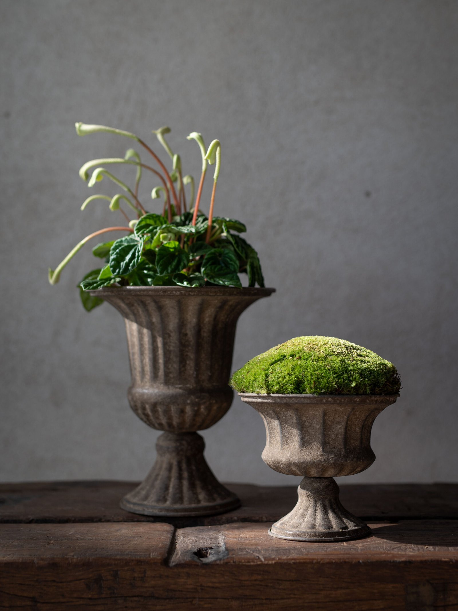Vintage Metalowa doniczka Hilda S ozdobna donica z bujnym zielonym mchem na drewnianej powierzchni, idealna do eleganckiego wystroju ogrodu wewnętrznego.