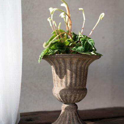 Elegancka wewnętrzna roślina doniczkowa z zielonymi liśćmi w Metalowej osłonce Hilda S na drewnianym stole, światło słoneczne przez białą zasłonę.