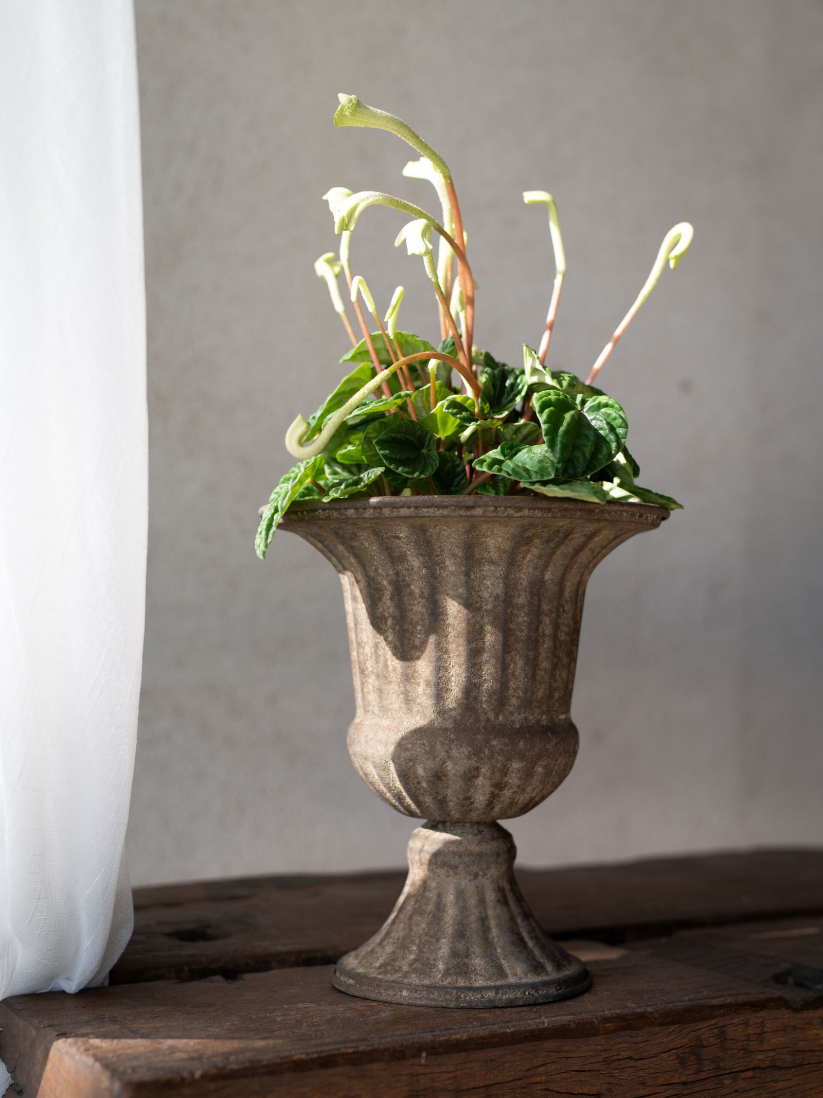 Elegancka wewnętrzna roślina doniczkowa z zielonymi liśćmi w Metalowej osłonce Hilda S na drewnianym stole, światło słoneczne przez białą zasłonę.