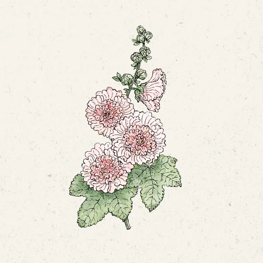 Elegancka ilustracja botaniczna Malwa Queeny Salmon z trzema miękkimi zielonymi kwiatami, bujnymi liśćmi i łodygą na jasnym tle.