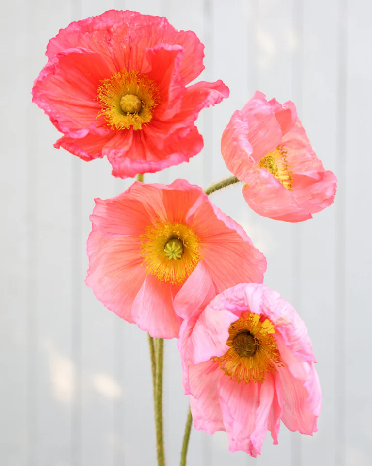 Maki islandzkie 'Colibri® CICLAMINO' - cztery białe kwiaty z żółtymi środkami, wysokie zielone łodygi, na miękkim rozmytym tle.