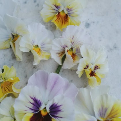 Bratek 'Flamenco Soft Azure Limonetto F1' o jasnożółtych, białych, fioletowych i pomarańczowych płatkach na marmurowych kwiatach ogrodowych klasy premium.