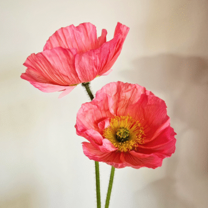 Eleganckie maki islandzkie 'Colibri® CICLAMINO z żółtymi środkami, potarganymi płatkami i zielonymi łodygami - idealne do bukietów ogrodowych.