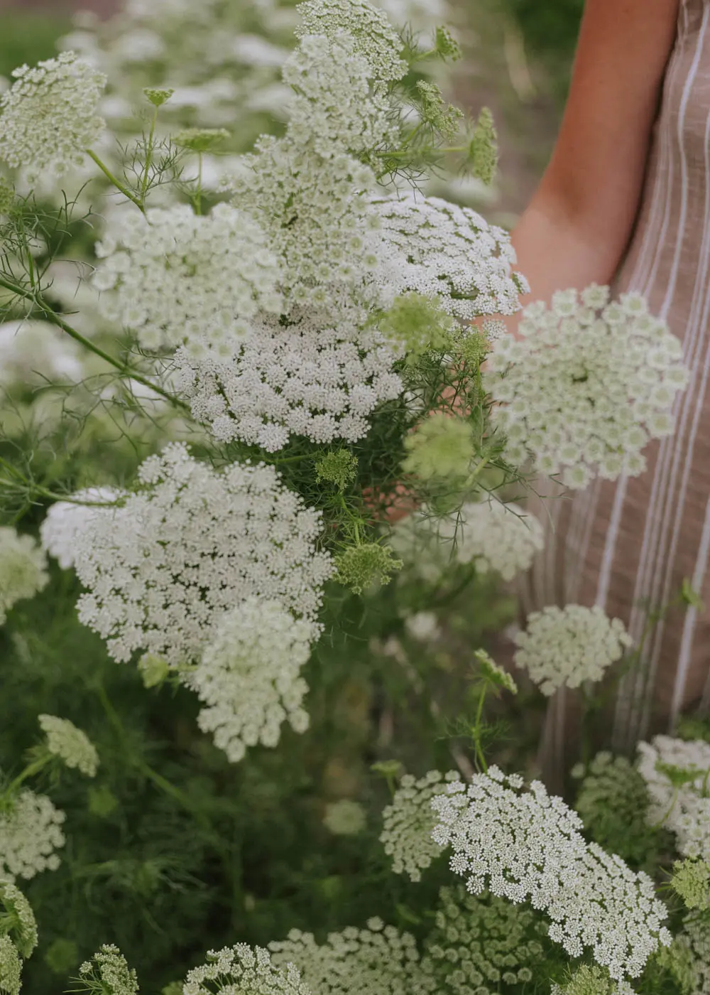 Kupuj eleganckie beżowe i białe sukienki w paski otoczone wysokimi kwiatami Aminek egipski z białymi kwiatami i bujnymi zielonymi łodygami.