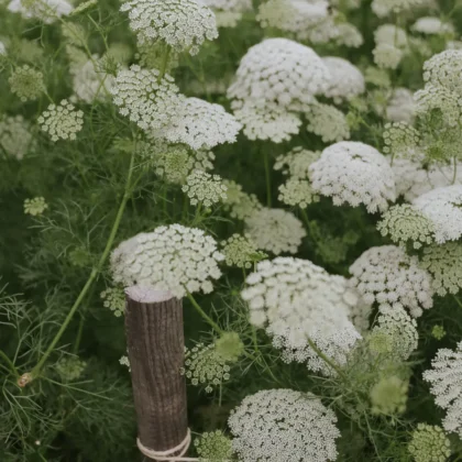 Eleganckie białe kwiaty Aminek egipski kwitną gęsto za rustykalnym drewnianym słupkiem i sznurkowym ogrodzeniem w żywym zielonym ogrodzie.