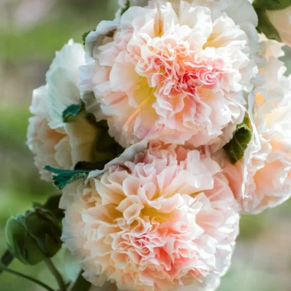 Zbliżenie na kwiaty Malwa Queeny Salmon z potarganymi jasnozielonymi płatkami i bujnymi liśćmi, idealne do wystaw ogrodowych.