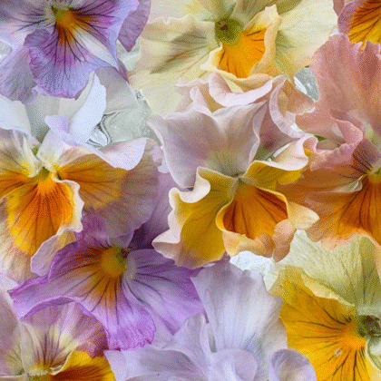 Bratek 'Chianti Mixed' F1 z bliska: żywe fioletowe, żółte, pomarańczowe i białe faliste kwiaty na rabaty ogrodowe.