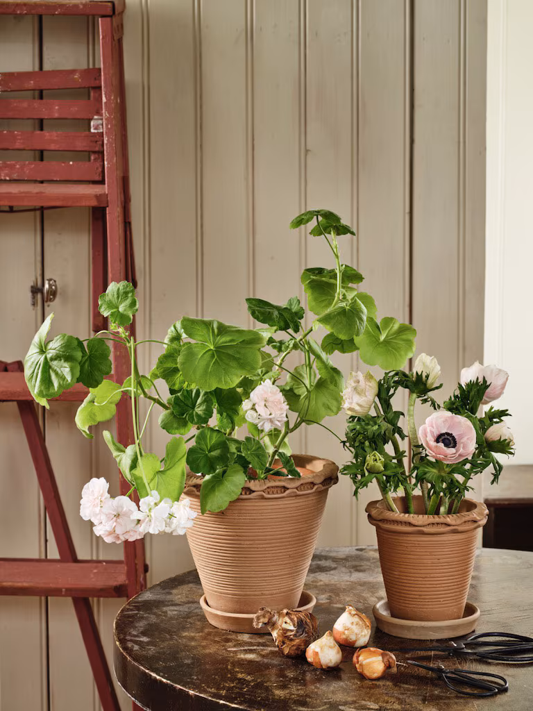 Doniczki z gliny Alvaro z żywymi kwiatami na drewnianym stole oraz cebulki, nożyczki i sznurek; czerwona drabina przy kremowej ścianie - dekoracja ogrodowa.