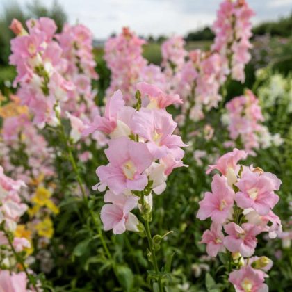 Żywe kwiaty Lwia paszcza 'Doubleshot Appleblossom' w ogrodzie, wysokie różowe kwiaty z bujnymi zielonymi liśćmi do ogrodów butikowych.