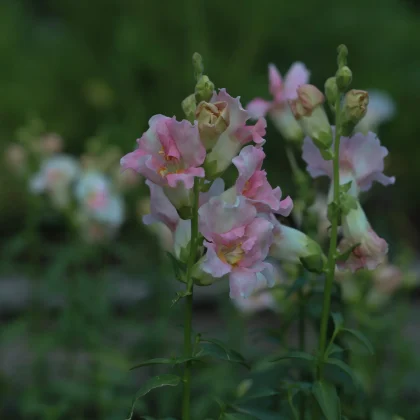 Zbliżenie na kwiaty Lwia paszcza 'Doubleshot Appleblossom' z delikatnymi różowymi kwiatami, zielonymi łodygami i pąkami, idealne do dekoracji ogrodu.