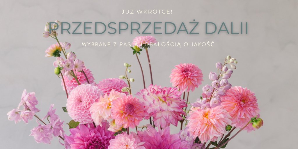 PRZEDSPRZEDAŻ DALII