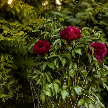 Ciemnoczerwone kwiaty piwonii kwitną w ogrodzie, wspierane przez podporę Metalowa. Światło słoneczne przenika przez wysokie, wiecznie zielone drzewa.