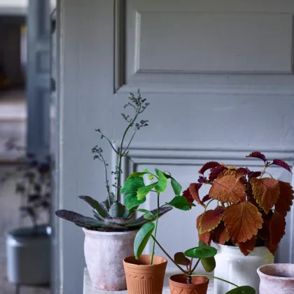Eleganckie doniczkowe rośliny doniczkowe z bujnymi zielonymi i czerwonymi liśćmi na designerskim stojaku na rośliny, marmurowy stół, wewnętrzny ogród w stylu butikowym.