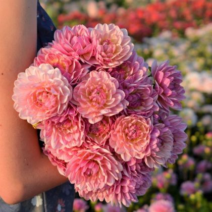 Kobieta w niebieskiej kwiecistej sukience trzymająca bukiet dalii 'Onesta' w żywej aranżacji ze świeżych kwiatów w butiku ogrodowym.