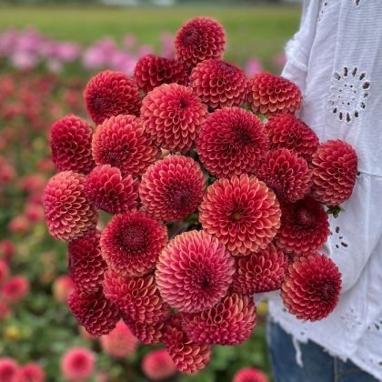 Osoba w haftowanej białej koszuli trzymająca duży bukiet Dalia 'Copperboy' z czerwonymi i różowymi daliami na polu, butik ogrodniczy.