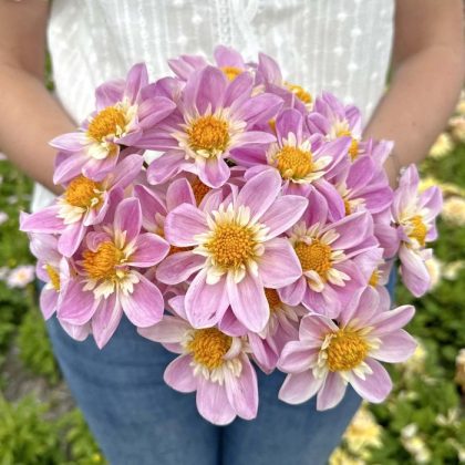 Bukiet Dalia 'Honey Dew' - jasnofioletowe i żółte dalie, trzymane przez osobę w białej koszuli, niebieskie dżinsy, bujne zielone tło.